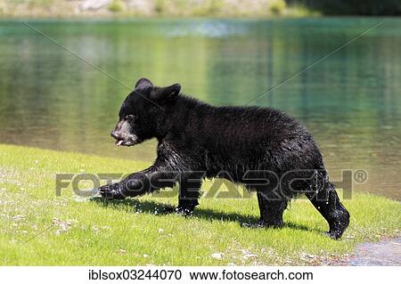 "American Black Bear (Ursus americanus), cub, six months, captive, Montana, United States, North America" View Large Photo Image Stock Image - "American Black Bear (Ursus americanus), cub, six months, captive, Montana, United States, North America". Fotosearch