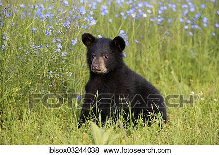 "American Black Bear (Ursus americanus), cub, six months, on a flower meadow, captive, Montana, United States, North America" View Large Photo Image Stock Photo - "American Black Bear (Ursus americanus), cub, six months, on a flower meadow, captive, Montana, United States, North America". Fotosearch