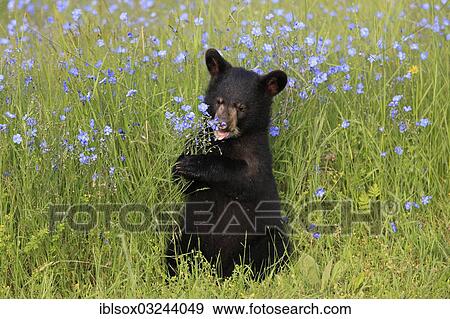 Stock Photo - "American Black Bear (Ursus americanus), cub, six months, on a flower meadow, captive, Montana, United States, North America". Fotosearch