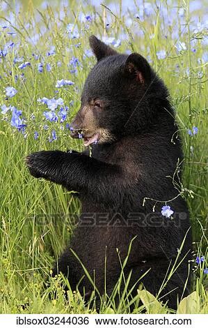 Stock Photograph - "American Black Bear (Ursus americanus), cub, six months, on a flower meadow, captive, Montana, United States, North America". Fotosearch