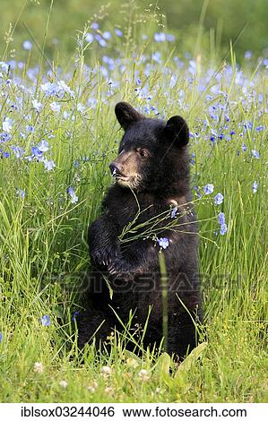 Stock Photograph - "American Black Bear (Ursus americanus), cub, six months, on a flower meadow, captive, Montana, United States, North America". Fotosearch