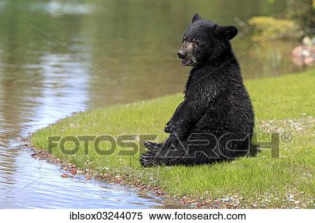 Stock Photography - "American Black Bear (Ursus americanus), cub, six months, captive, Montana, United States, North America". Fotosearch