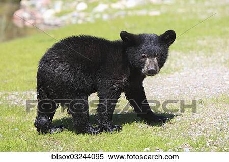 "American Black Bear (Ursus americanus), cub, six months, captive, Montana, United States, North America" View Large Photo Image Stock Photography - "American Black Bear (Ursus americanus), cub, six months, captive, Montana, United States, North America". Fotosearch
