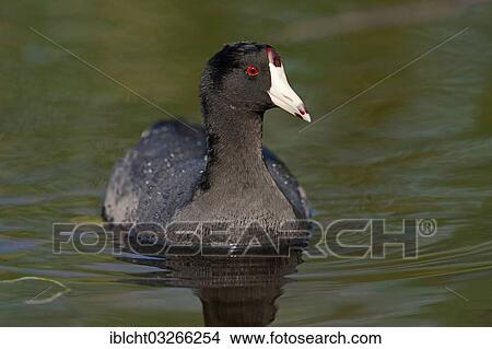 "American Coot or Mud Hen (Fulica americana), Florida, United States, North America" View Large Photo Image Picture - "American Coot or Mud Hen (Fulica americana), Florida, United States, North America". Fotosearch