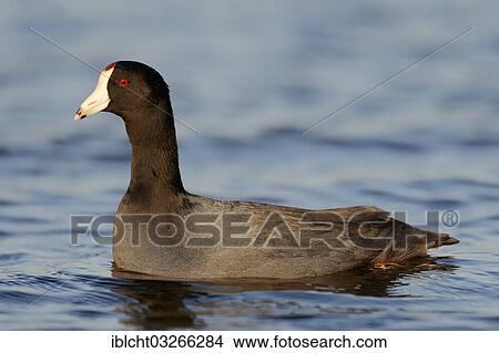 "American Coot or Mud Hen (Fulica americana), Florida, United States, North America" View Large Photo Image Picture - "American Coot or Mud Hen (Fulica americana), Florida, United States, North America". Fotosearch