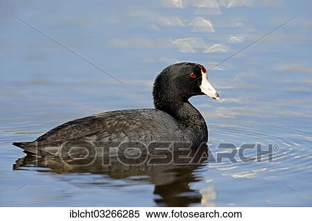 Stock Photography - "American Coot or Mud Hen (Fulica americana), Florida, United States, North America". Fotosearch