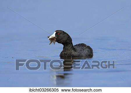 "American Coot or Mud Hen (Fulica americana), Florida, United States, North America" View Large Photo Image Stock Photography - "American Coot or Mud Hen (Fulica americana), Florida, United States, North America". Fotosearch