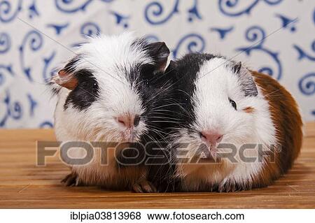 "American Crested Guinea Pig and a Smooth Guinea Pig, pups" View Large Photo Image Stock Photo - "American Crested Guinea Pig and a Smooth Guinea Pig, pups". Fotosearch
