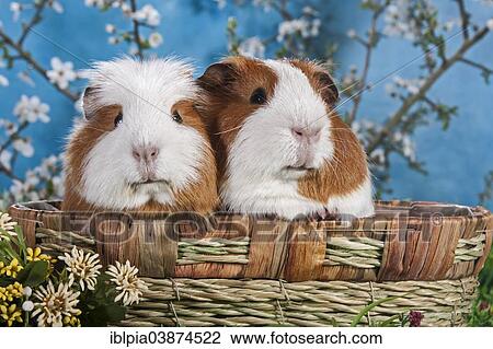 Stock Image - American Crested Guinea Pig and Smooth Guinea Pig. Fotosearch