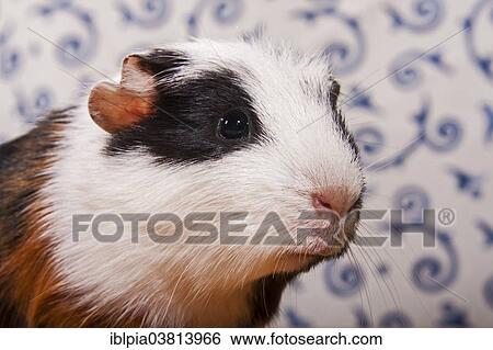 "American Crested Guinea Pig, pup" View Large Photo Image Stock Photograph - "American Crested Guinea Pig, pup". Fotosearch