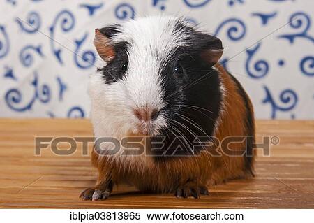 Stock Photography - "American Crested Guinea Pig, pup". Fotosearch
