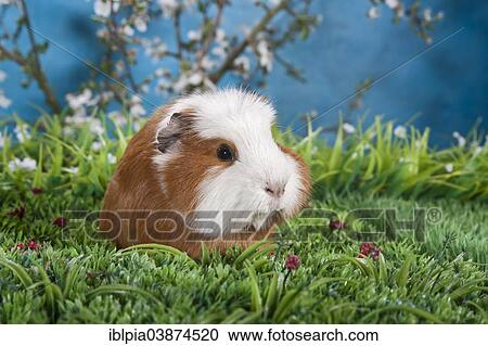 Stock Image - American Crested Guinea Pig. Fotosearch