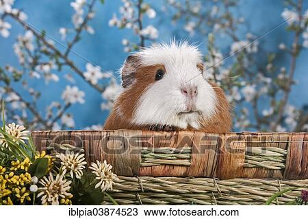 American Crested Guinea Pig View Large Photo Image Stock Image - American Crested Guinea Pig. Fotosearch