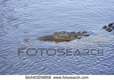"American Crocodile (Crocodylus acutus) in the water, Everglades National Park, Florida, United States, North America" View Large Photo Image Stock Photo - "American Crocodile (Crocodylus acutus) in the water, Everglades National Park, Florida, United States, North America". Fotosearch