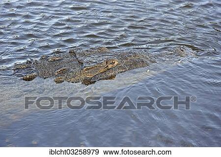 "American Crocodile (Crocodylus acutus) in the water, Everglades National Park, Florida, United States, North America" View Large Photo Image Stock Photo - "American Crocodile (Crocodylus acutus) in the water, Everglades National Park, Florida, United States, North America". Fotosearch