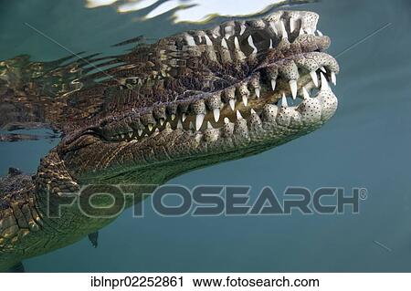 "American crocodile (Crocodylus acutus), head, mouth, set of teeth, underwater, close to surface, refection, Republic of Cuba, Caribbean Sea, Central America" View Large Photo Image Stock Image - "American crocodile (Crocodylus acutus), head, mouth, set of teeth, underwater, close to surface, refection, Republic of Cuba, Caribbean Sea, Central America". Fotosearch