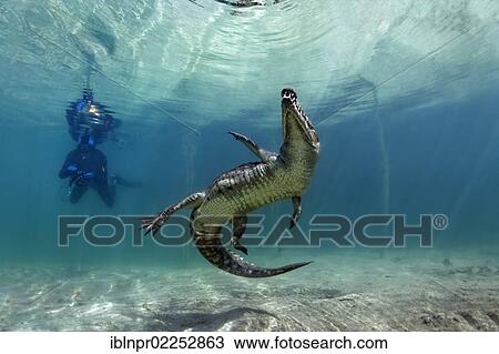 "American crocodile (Crocodylus acutus), underwater, Republic of Cuba, Caribbean Sea, Central America" View Large Photo Image Stock Image - "American crocodile (Crocodylus acutus), underwater, Republic of Cuba, Caribbean Sea, Central America". Fotosearch