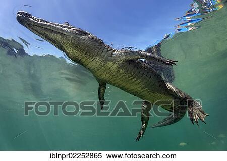 "American crocodile (Crocodylus acutus), underwater, swimming close to surface, Republic of Cuba, Caribbean Sea, Central America" View Large Photo Image Stock Photography - "American crocodile (Crocodylus acutus), underwater, swimming close to surface, Republic of Cuba, Caribbean Sea, Central America". Fotosearch