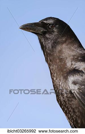 Stock Image - "American Crow (Corvus brachyrhynchos), portrait, Myakka River State Park, Florida, United States, North America". Fotosearch
