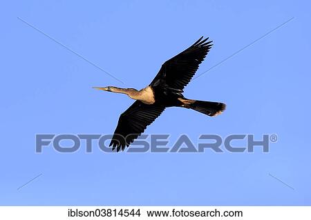 "American Darter (Anhinga anhinga), flying, breeding plumage, Wakodahatchee Wetlands, Delray Beach, Florida, United States, North America" View Large Photo Image Picture - "American Darter (Anhinga anhinga), flying, breeding plumage, Wakodahatchee Wetlands, Delray Beach, Florida, United States, North America". Fotosearch