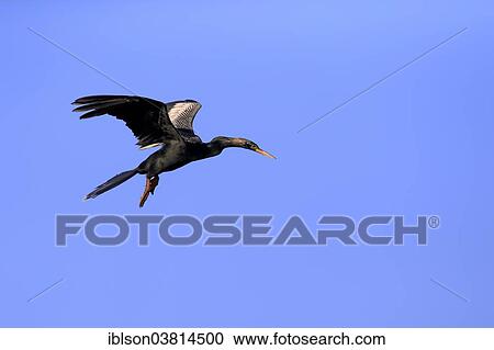 "American Darter (Anhinga anhinga), flying, breeding plumage, Wakodahatchee Wetlands, Delray Beach, Florida, United States, North America" View Large Photo Image Stock Image - "American Darter (Anhinga anhinga), flying, breeding plumage, Wakodahatchee Wetlands, Delray Beach, Florida, United States, North America". Fotosearch