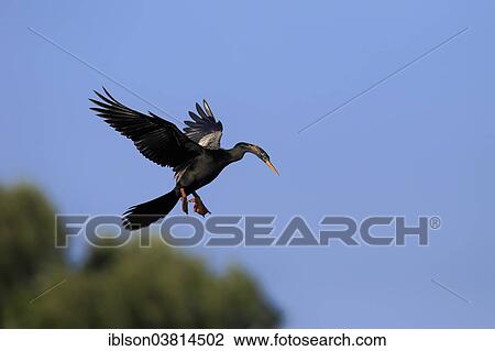 "American Darter (Anhinga anhinga), flying, breeding plumage, Wakodahatchee Wetlands, Delray Beach, Florida, United States, North America" View Large Photo Image Stock Image - "American Darter (Anhinga anhinga), flying, breeding plumage, Wakodahatchee Wetlands, Delray Beach, Florida, United States, North America". Fotosearch