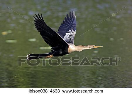 "American Darter (Anhinga anhinga), flying, breeding plumage, Wakodahatchee Wetlands, Delray Beach, Florida, United States, North America" View Large Photo Image Stock Image - "American Darter (Anhinga anhinga), flying, breeding plumage, Wakodahatchee Wetlands, Delray Beach, Florida, United States, North America". Fotosearch