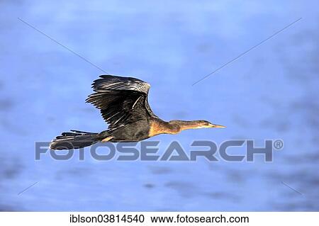 "American Darter (Anhinga anhinga), flying, Cormorant, breeding plumage, Wakodahatchee Wetlands, Delray Beach, Florida, United States, North America" View Large Photo Image Stock Image - "American Darter (Anhinga anhinga), flying, Cormorant, breeding plumage, Wakodahatchee Wetlands, Delray Beach, Florida, United States, North America". Fotosearch