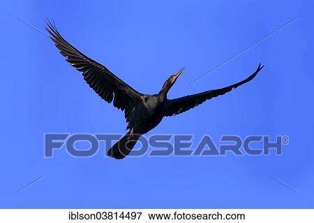 "American Darter (Anhinga anhinga), flying, breeding plumage, Wakodahatchee Wetlands, Delray Beach, Florida, United States, North America" View Large Photo Image Stock Photo - "American Darter (Anhinga anhinga), flying, breeding plumage, Wakodahatchee Wetlands, Delray Beach, Florida, United States, North America". Fotosearch