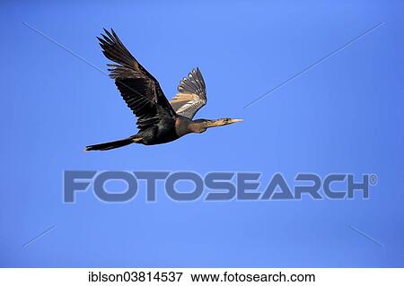 "American Darter (Anhinga anhinga), flying, breeding plumage, Wakodahatchee Wetlands, Delray Beach, Florida, United States, North America" View Large Photo Image Stock Photo - "American Darter (Anhinga anhinga), flying, breeding plumage, Wakodahatchee Wetlands, Delray Beach, Florida, United States, North America". Fotosearch