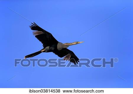 "American Darter (Anhinga anhinga), flying, breeding plumage, Wakodahatchee Wetlands, Delray Beach, Florida, United States, North America" View Large Photo Image Stock Photo - "American Darter (Anhinga anhinga), flying, breeding plumage, Wakodahatchee Wetlands, Delray Beach, Florida, United States, North America". Fotosearch
