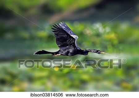 "American Darter (Anhinga anhinga), flying, breeding plumage, Wakodahatchee Wetlands, Delray Beach, Florida, United States, North America" View Large Photo Image Stock Photograph - "American Darter (Anhinga anhinga), flying, breeding plumage, Wakodahatchee Wetlands, Delray Beach, Florida, United States, North America". Fotosearch