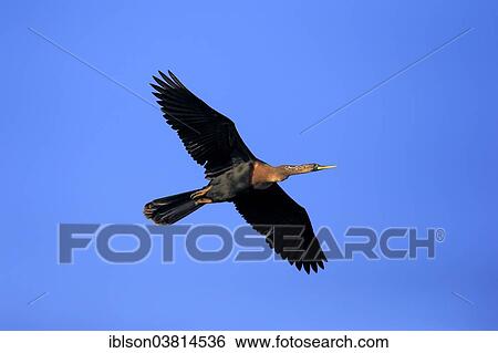 "American Darter (Anhinga anhinga), flying, breeding plumage, Wakodahatchee Wetlands, Delray Beach, Florida, United States, North America" View Large Photo Image Stock Photograph - "American Darter (Anhinga anhinga), flying, breeding plumage, Wakodahatchee Wetlands, Delray Beach, Florida, United States, North America". Fotosearch