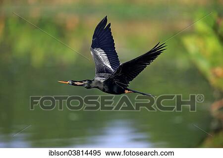 "American Darter (Anhinga anhinga), flying, breeding plumage, Wakodahatchee Wetlands, Delray Beach, Florida, United States, North America" View Large Photo Image Stock Photography - "American Darter (Anhinga anhinga), flying, breeding plumage, Wakodahatchee Wetlands, Delray Beach, Florida, United States, North America". Fotosearch