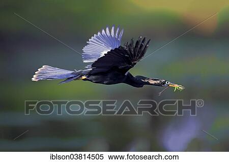 "American Darter (Anhinga anhinga), flying with nesting material, breeding plumage, Wakodahatchee Wetlands, Delray Beach, Florida, United States, North America" View Large Photo Image Stock Photography - "American Darter (Anhinga anhinga), flying with nesting material, breeding plumage, Wakodahatchee Wetlands, Delray Beach, Florida, United States, North America". Fotosearch