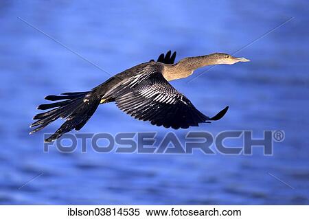 "American Darter (Anhinga anhinga), flying, breeding plumage, Wakodahatchee Wetlands, Delray Beach, Florida, United States, North America" View Large Photo Image Stock Photography - "American Darter (Anhinga anhinga), flying, breeding plumage, Wakodahatchee Wetlands, Delray Beach, Florida, United States, North America". Fotosearch