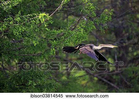"American Darter (Anhinga anhinga), flying, breeding plumage, Wakodahatchee Wetlands, Delray Beach, Florida, United States, North America" View Large Photo Image Stock Photography - "American Darter (Anhinga anhinga), flying, breeding plumage, Wakodahatchee Wetlands, Delray Beach, Florida, United States, North America". Fotosearch