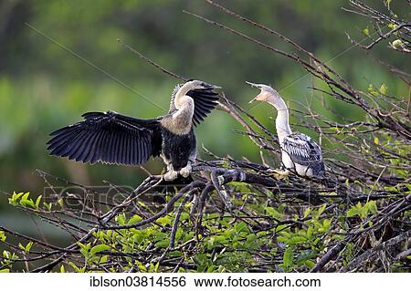 "American Darter or Snakebid (Anhinga anhinga), female with a young bird begging to be fed in a nest, Wakodahatchee Wetlands, Delray Beach, Florida, United States, North America" View Large Photo Image Stock Photograph - "American Darter or Snakebid (Anhinga anhinga), female with a young bird begging to be fed in a nest, Wakodahatchee Wetlands, Delray Beach, Florida, United States, North America". Fotosearch
