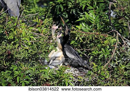 "American Darter or Snakebird (Anhinga anhinga), adult with young begging to be fed in a nest, Wakodahatchee Wetlands, Delray Beach, Florida, USA" View Large Photo Image Stock Image - "American Darter or Snakebird (Anhinga anhinga), adult with young begging to be fed in a nest, Wakodahatchee Wetlands, Delray Beach, Florida, USA". Fotosearch