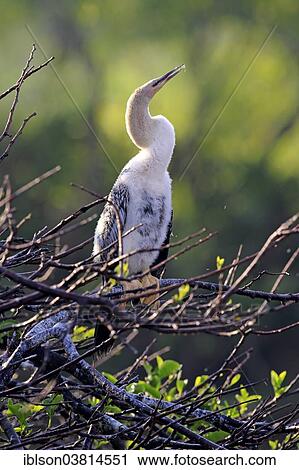 "American Darter or Snakebird (Anhinga anhinga), young bird perched in a tree, Wakodahatchee Wetlands, Delray Beach, Florida, USA" View Large Photo Image Stock Image - "American Darter or Snakebird (Anhinga anhinga), young bird perched in a tree, Wakodahatchee Wetlands, Delray Beach, Florida, USA". Fotosearch