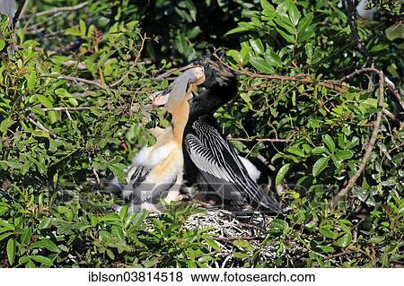 "American Darter or Snakebird (Anhinga anhinga), adult feeding its young in a nest, Wakodahatchee Wetlands, Delray Beach, Florida, USA" View Large Photo Image Stock Photo - "American Darter or Snakebird (Anhinga anhinga), adult feeding its young in a nest, Wakodahatchee Wetlands, Delray Beach, Florida, USA". Fotosearch