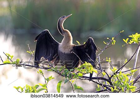 "American Darter or Snakebird (Anhinga anhinga), female perched in a tree drying its feathers, Wakodahatchee Wetlands, Delray Beach, Florida, USA" View Large Photo Image Stock Photo - "American Darter or Snakebird (Anhinga anhinga), female perched in a tree drying its feathers, Wakodahatchee Wetlands, Delray Beach, Florida, USA". Fotosearch