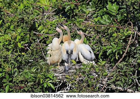 "American Darters (Anhinga anhinga), young birds in a nest in a tree, Wakodahatchee Wetlands, Delray Beach, Florida, USA" View Large Photo Image Stock Image - "American Darters (Anhinga anhinga), young birds in a nest in a tree, Wakodahatchee Wetlands, Delray Beach, Florida, USA". Fotosearch