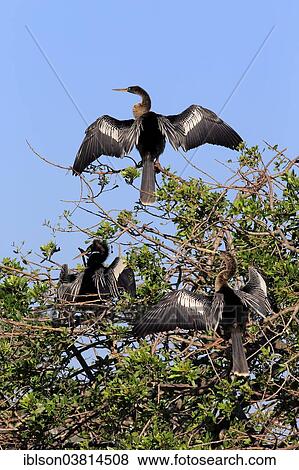 "American Darters or Snakebirds (Anhinga anhinga), group drying their feathers, breeding plumage, Wakodahatchee Wetlands, Delray Beach, Florida, USA" View Large Photo Image Stock Photo - "American Darters or Snakebirds (Anhinga anhinga), group drying their feathers, breeding plumage, Wakodahatchee Wetlands, Delray Beach, Florida, USA". Fotosearch