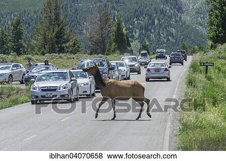 Stock Photo - "American Elk or Wapiti (Cervus canadensis), female crossing the road, Mammoth Hot Springs, Yellowstone National Park, Wyoming, United States, North America". Fotosearch