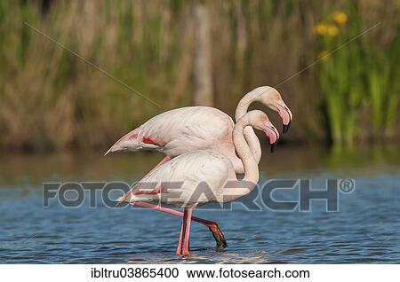 "American Flamingo or Greater Flamingo (Phoenicopterus ruber), Camargue, France, Europe" View Large Photo Image Stock Image - "American Flamingo or Greater Flamingo (Phoenicopterus ruber), Camargue, France, Europe". Fotosearch