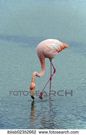 "American Flamingo (Phoenicopterus ruber), Santa Cruz Island, Galapagos Islands, UNESCO World Natural Heritage Site, Ecuador, South America" View Large Photo Image Stock Image - "American Flamingo (Phoenicopterus ruber), Santa Cruz Island, Galapagos Islands, UNESCO World Natural Heritage Site, Ecuador, South America". Fotosearch