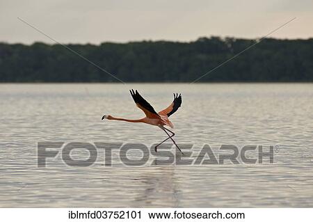"American flamingo (Phoenicopterus ruber), Celestun Biosphere Reserve, Celestun, Yucatan, Mexico, North America" View Large Photo Image Stock Image - "American flamingo (Phoenicopterus ruber), Celestun Biosphere Reserve, Celestun, Yucatan, Mexico, North America". Fotosearch