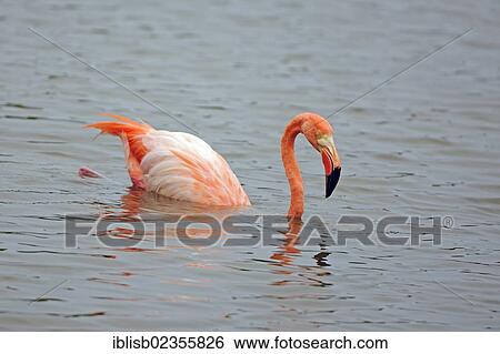 Stock Photograph - "American Flamingo (Phoenicopterus ruber) in the water, Isabela Island, Galapagos Islands, UNESCO World Heritage Site, Ecuador, South America". Fotosearch