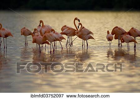 "American flamingos (Phoenicopterus ruber), Celestun Biosphere Reserve, Celestun, Yucatan, Mexico, North America" View Large Photo Image Stock Photo - "American flamingos (Phoenicopterus ruber), Celestun Biosphere Reserve, Celestun, Yucatan, Mexico, North America". Fotosearch